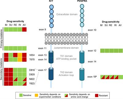 Frontiers | Early And Next-Generation KIT/PDGFRA Kinase Inhibitors And ...